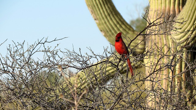 A cardinal, Saguaro cactus
