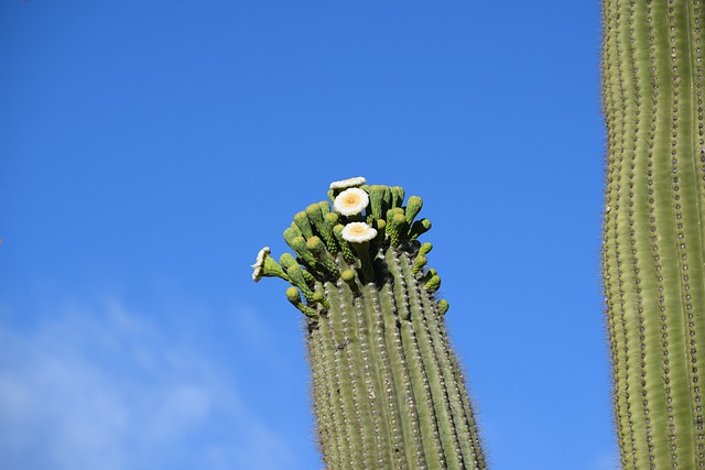 flowers saguaro cactus