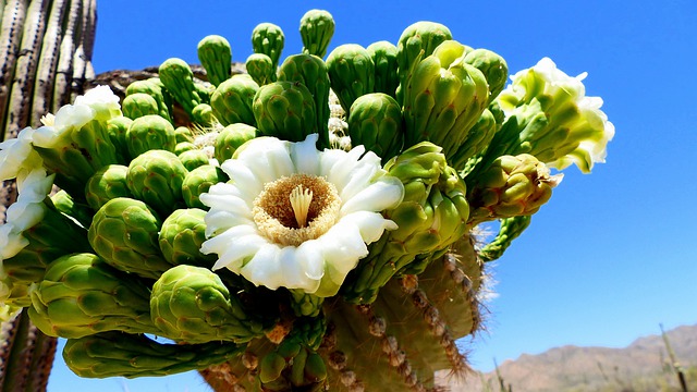 Saguaro cactus flower