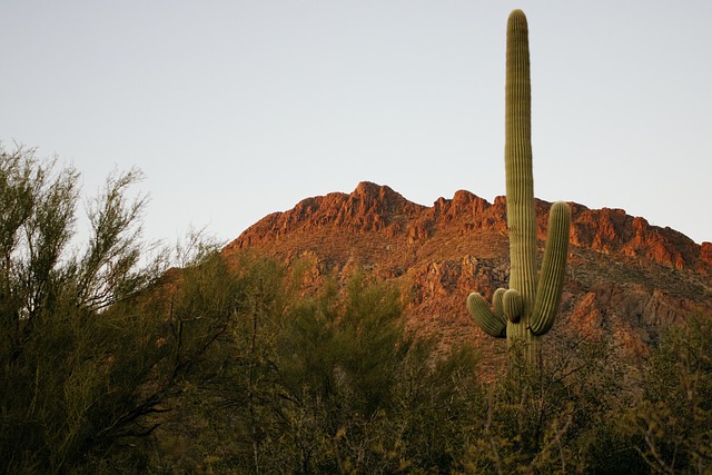 Tall Saguaro cactus